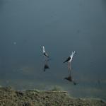 Vraj-Yatra-2014- (1683)